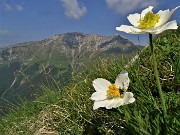 15 Pulsatilla alpina (Anemone alpino) con vista su Cima Menna